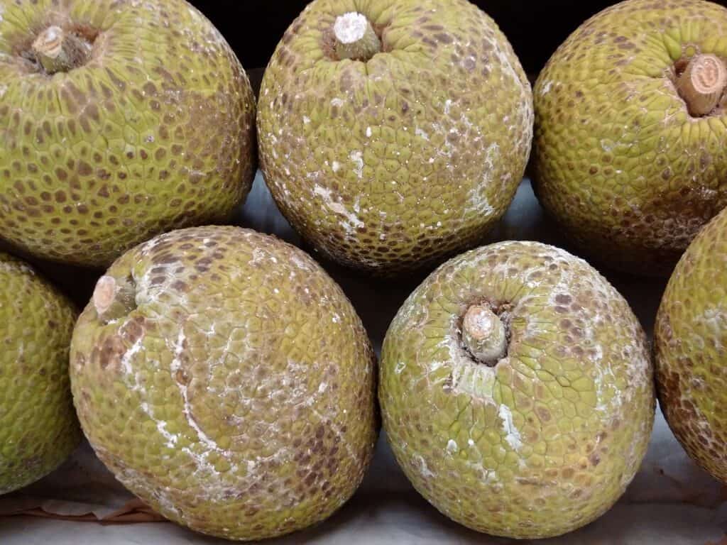 breadfruit (10)