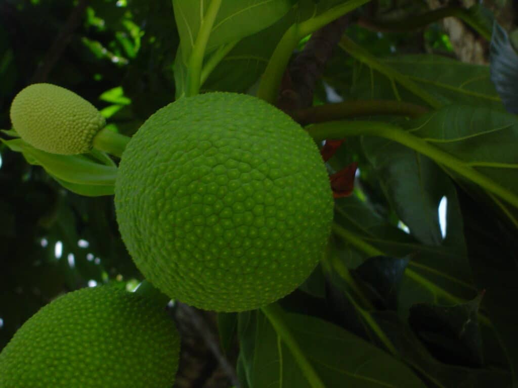 breadfruit (2)