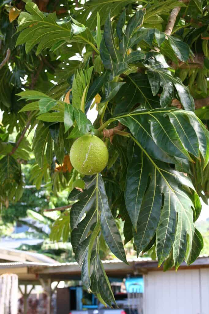 breadfruit (9)