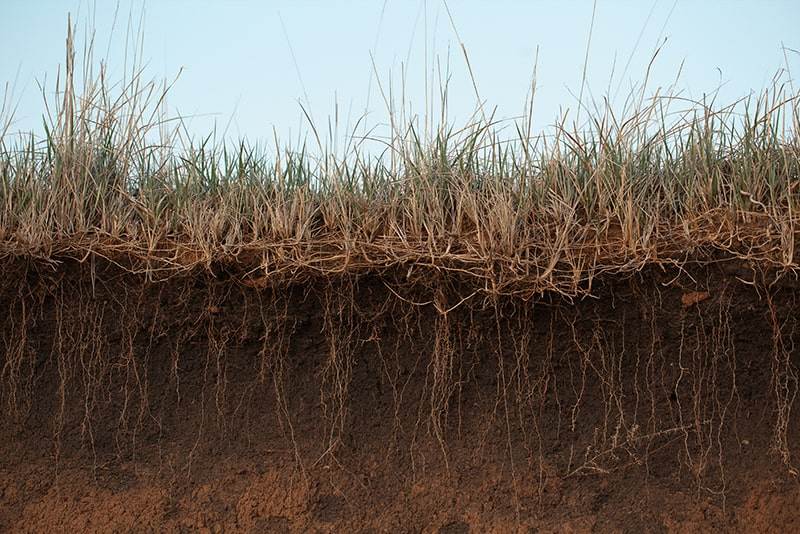 grass earth and roots. green grass with earth crosscut. cross section of the earth with roots and layers of dirt on a summer day. cross section of the ground.