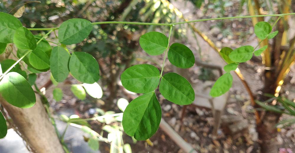 butterfly pea leaf