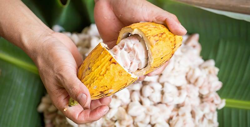 opened raw fresh cocoa pod in hands with beans inside.