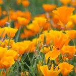 eschscholzia californica orange california poppy.