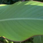 canna edulis leaf close up