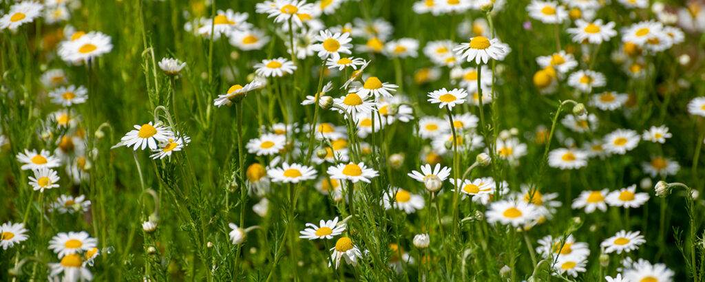 botanical collection of medicinal plants, chamaemelum nobile or