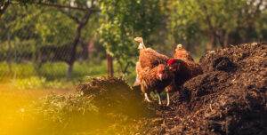 two hens on the farm (field) with blue green garden (forest) on