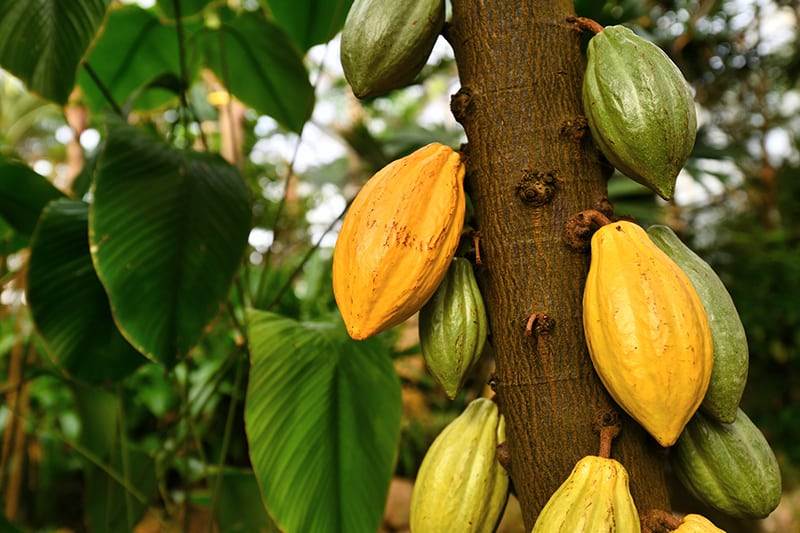 'theobroma cacao' cocoa plant tree with huge yellow and green co