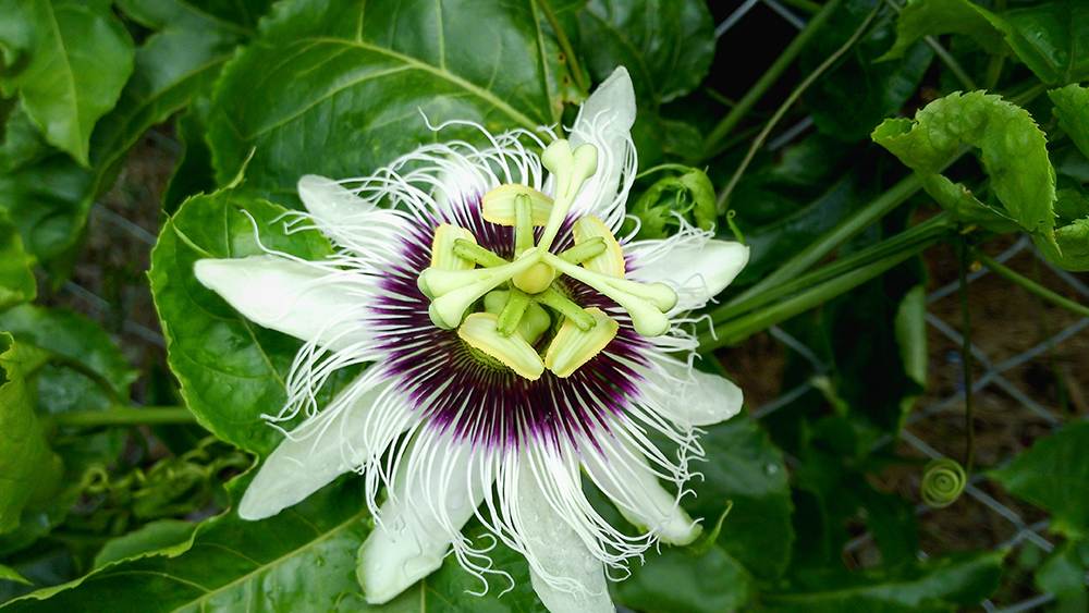passion fruit flower in nutare background
