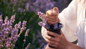 woman crush lavender flowers in a mortar against the background of a lavender field