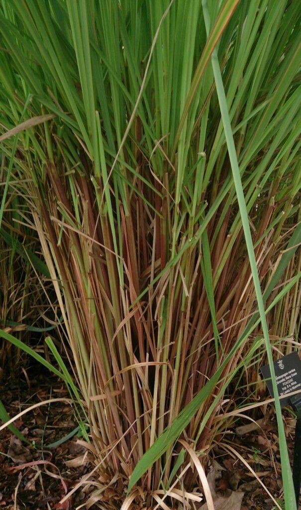 citronella