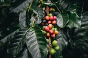 coffee plantation, coffee berries