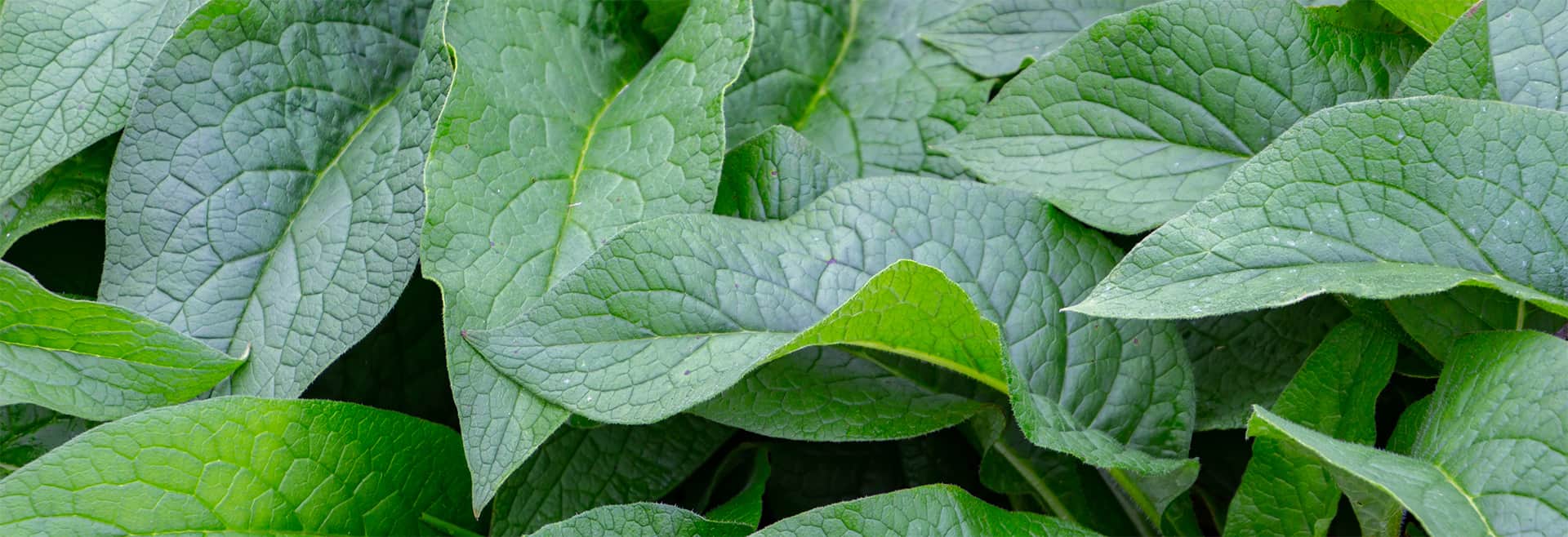 lush green leaves of common comfrey for natural gren background, also called symphytum officinale or beinwell