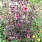 cranberry hibiscus flowering