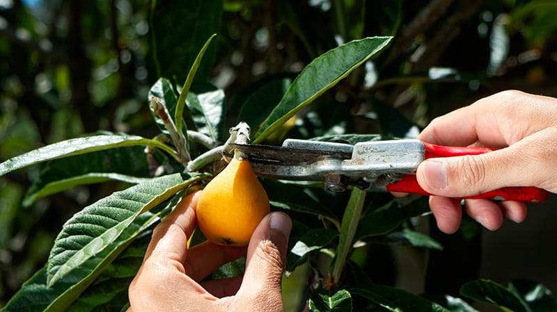 man harvesting loquats from a tree
