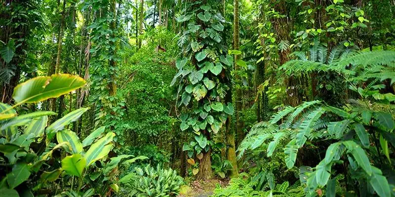lush tropical vegetation of the hawaii tropical botanical garden of big island of hawaii