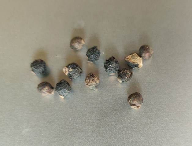 dried malabar spinach seeds