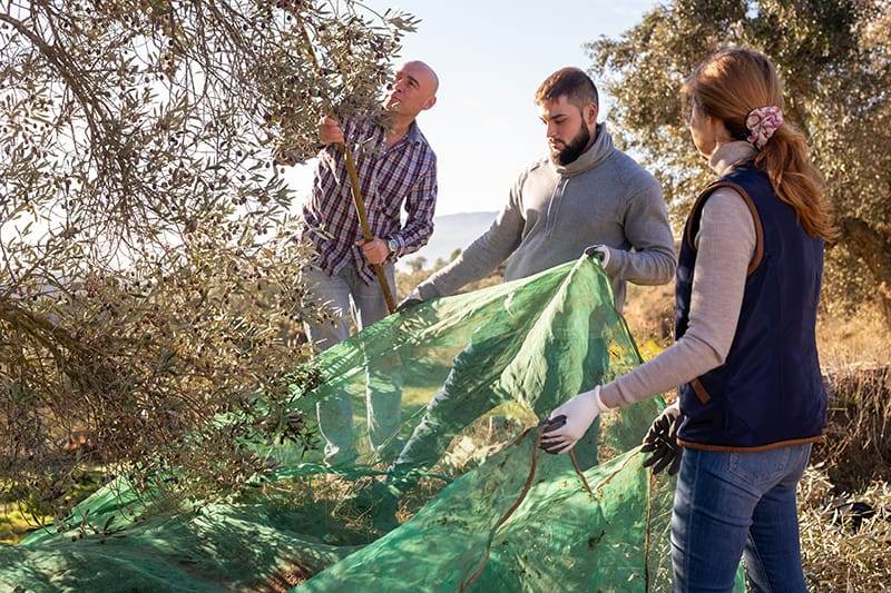 guy with parents gathering harvest in olive farm