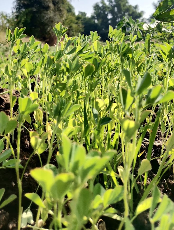 fenugreek height