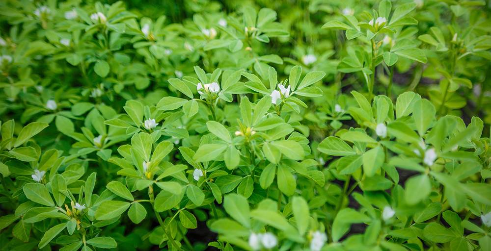 fenugreek plant in field. green fenugreek . fresh green fenugreek leaves .