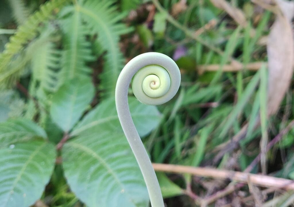 fern