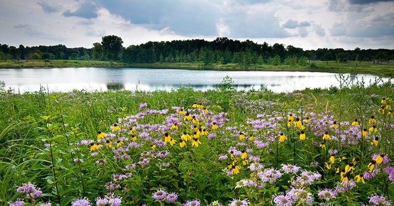 storm clouds move along the horizon over summer wildflowers and