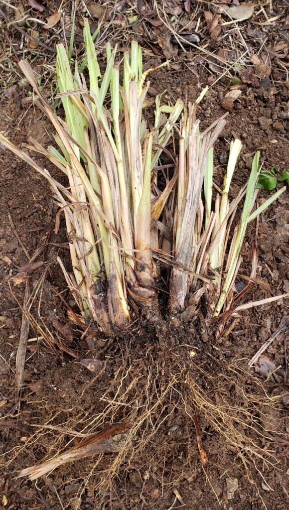 freshly removed lemon grass