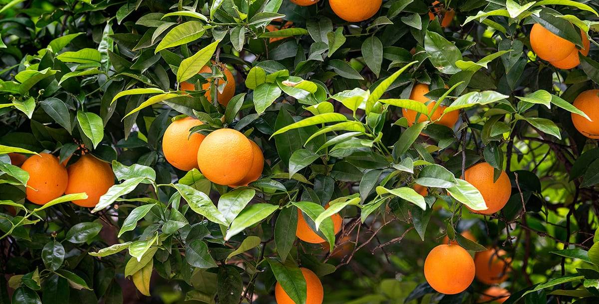 orange fruit on the trees