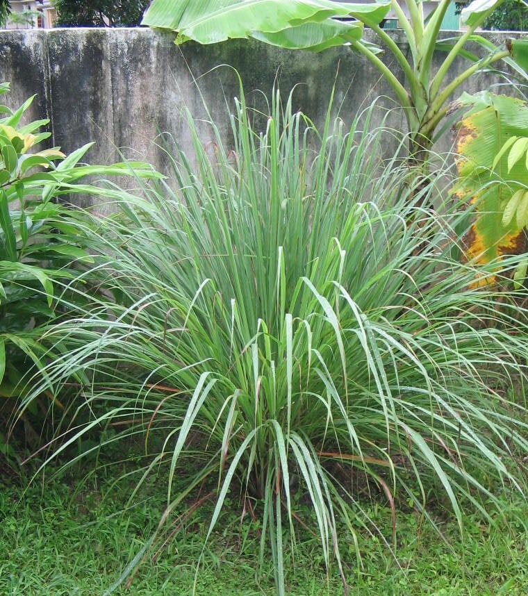 garden lemon grass