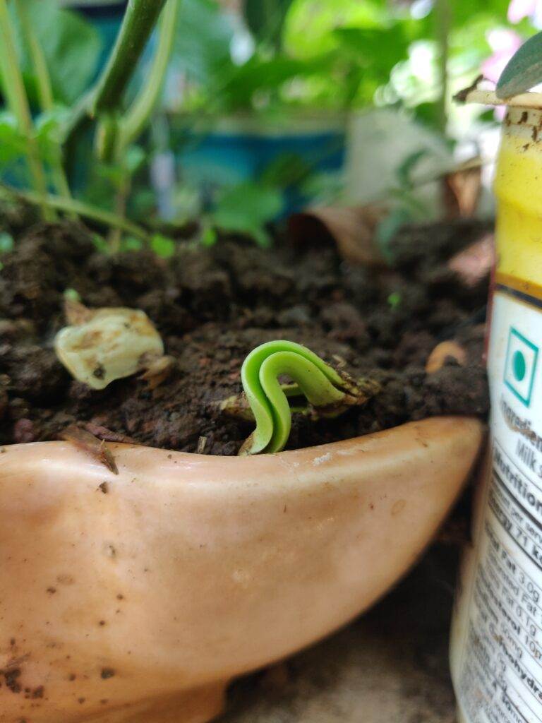 germination