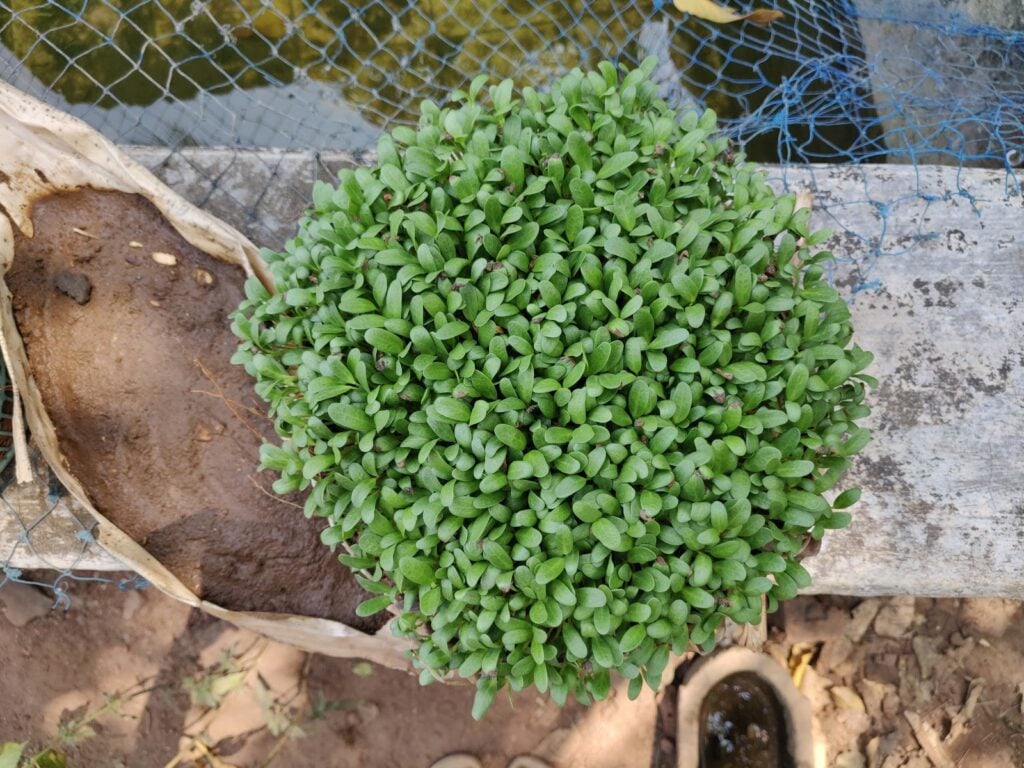 growing fenugreek