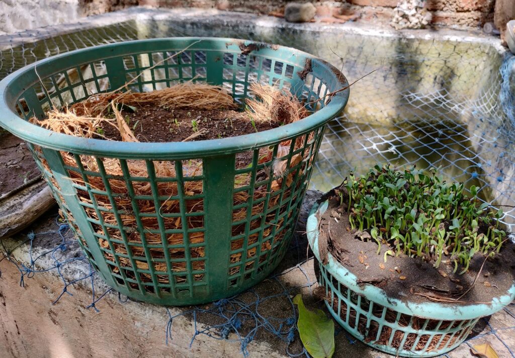 growing fenugreek microgreens