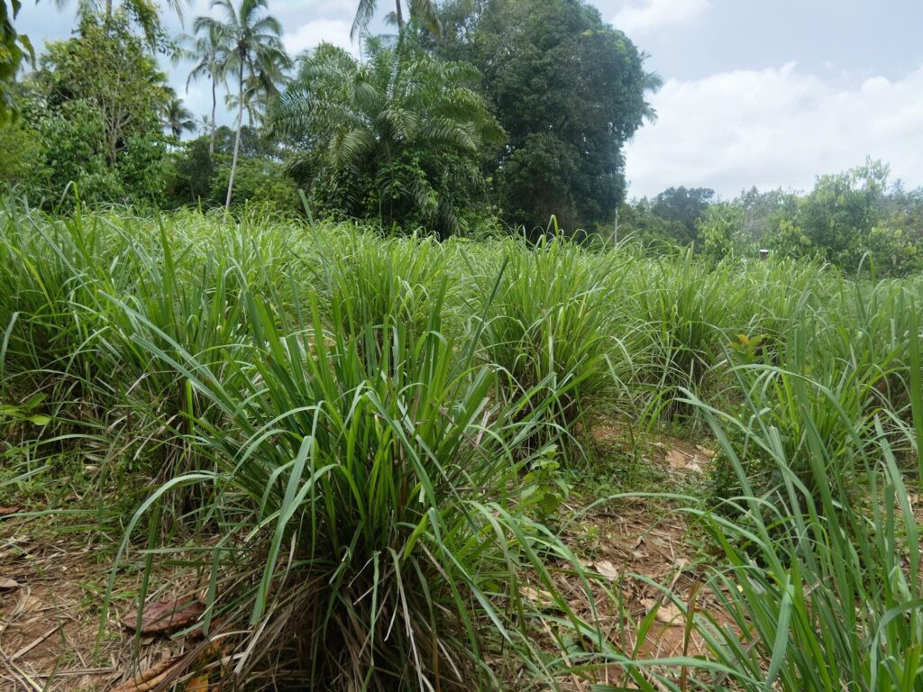 growing lemon grass