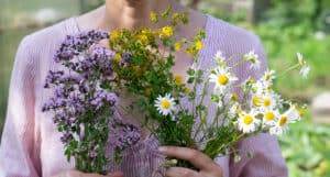 medicinal herbs bunches in woman's hands