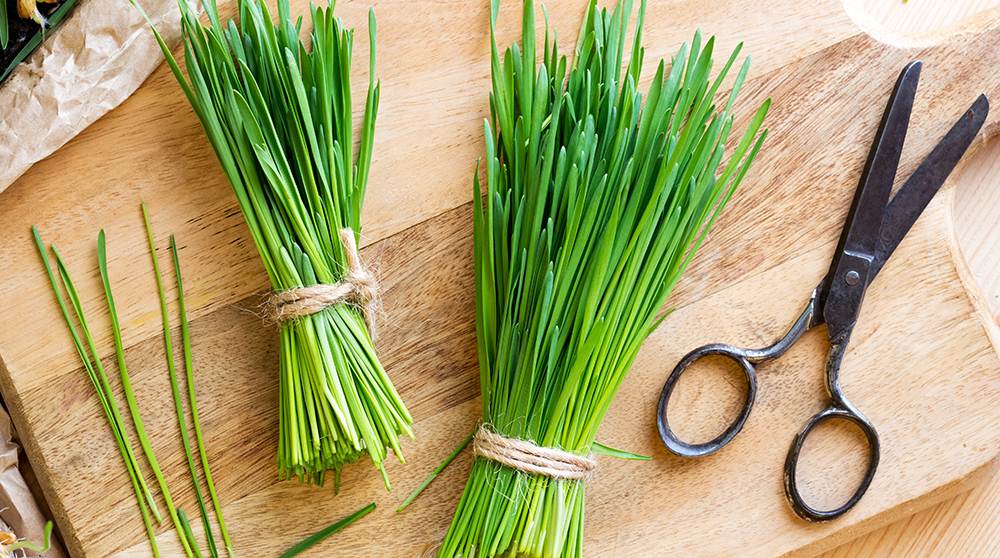 fresh wheatgrass and scissors on a wooden cutting board