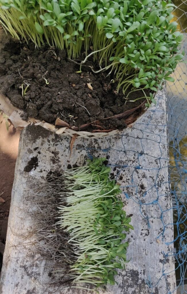 grown fenugreek