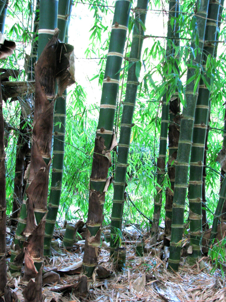 guadua angustifolia