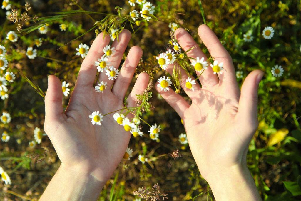 harvesting chamomile
