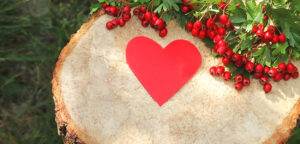 hawthorne berries and a red paper heart lying on a tree stump