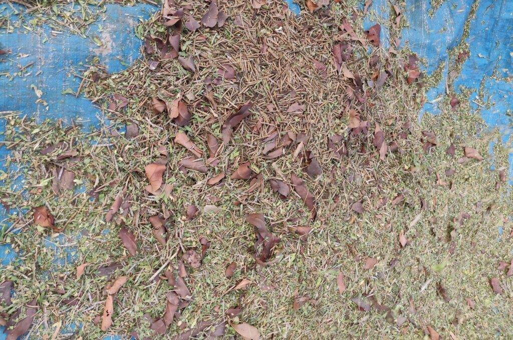 moth bean heavy chaff