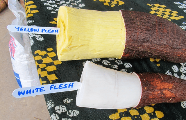 yellow and white flesh cassava