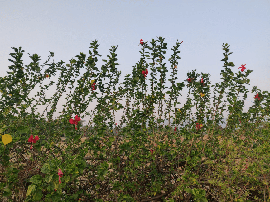 hibiscus