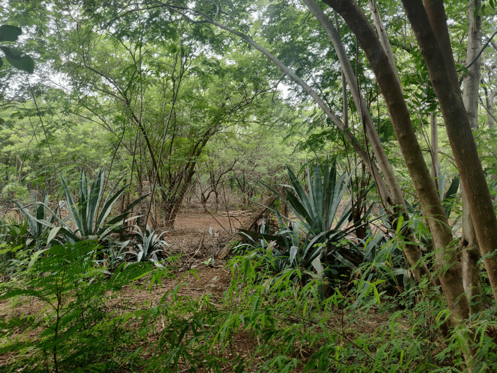 agave americana