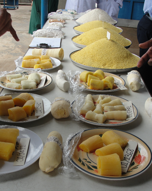 different varieties of cassava