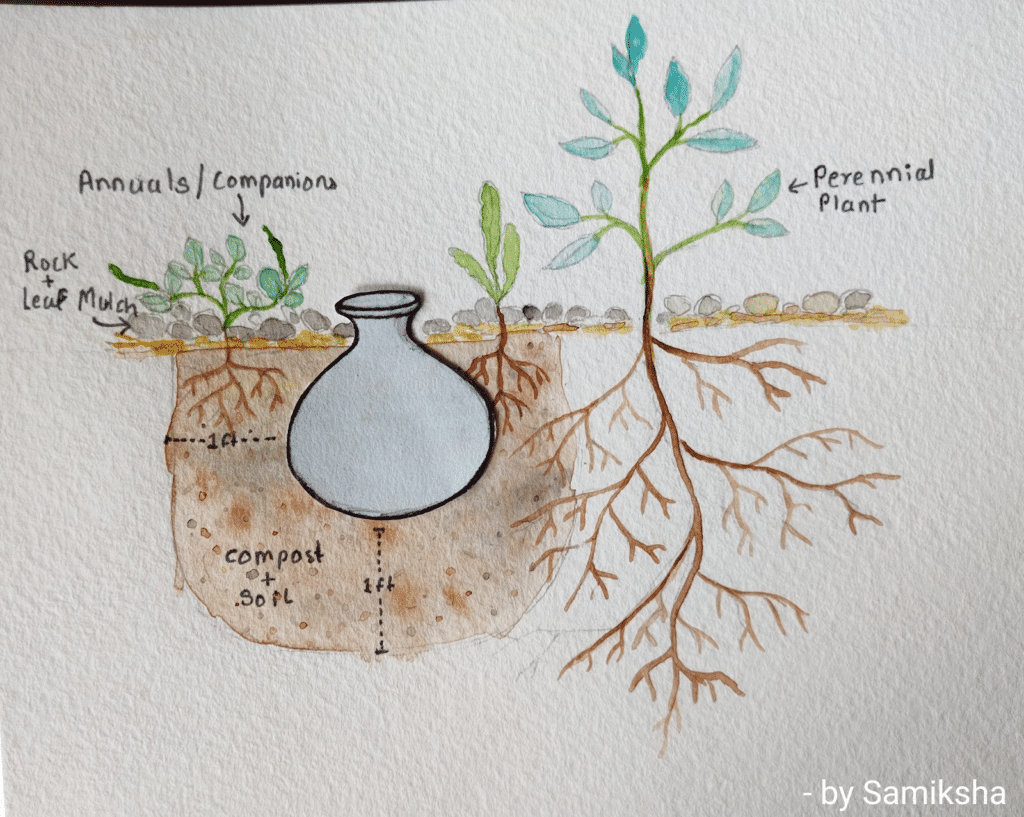 backfilling of pitcher irrigation