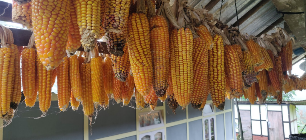 hanging corn