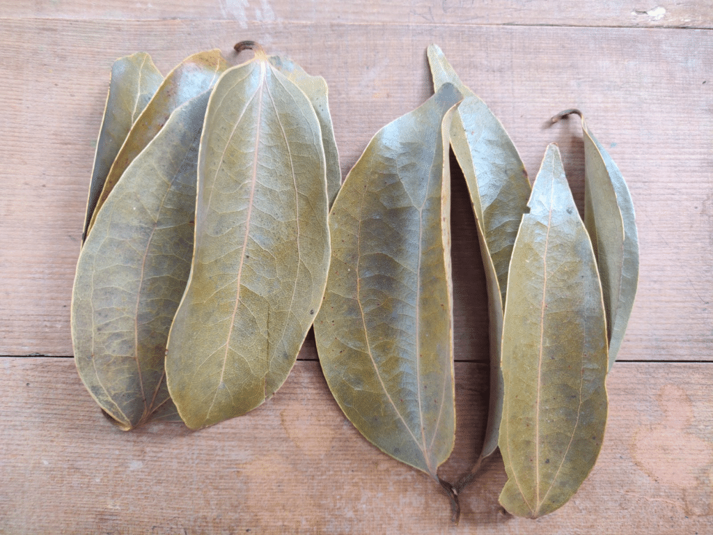 cinnamomum tamala
