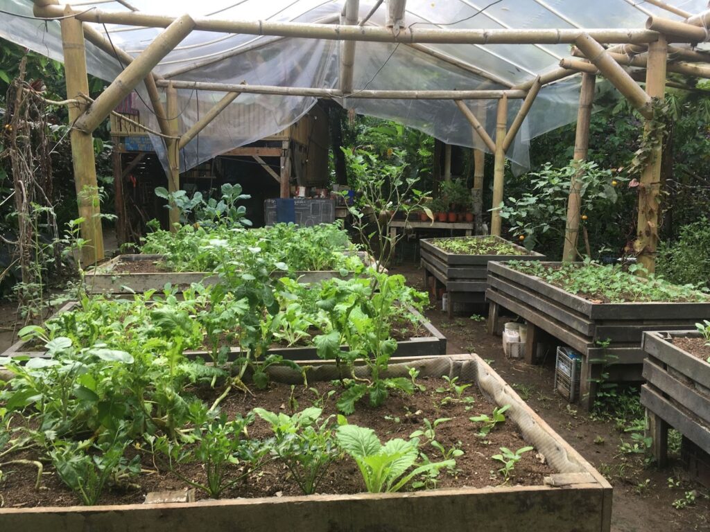 bamboo greenhouse