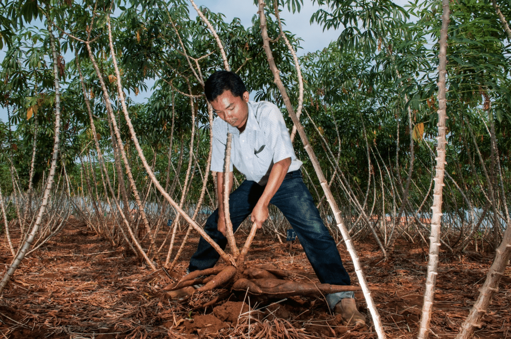 man harvesting cassava