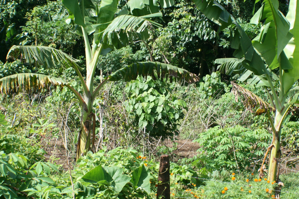 polyculture of different plant species