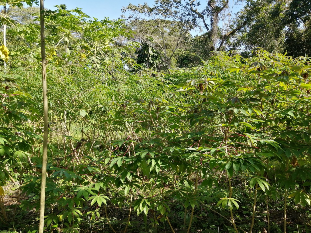 cassava plant